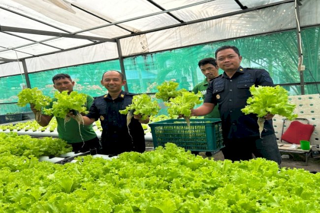 Panen 90 Bungkus Selada, Lapas Luwuk Perluas Jangkauan Pemasaran hingga Pasar Simpong
