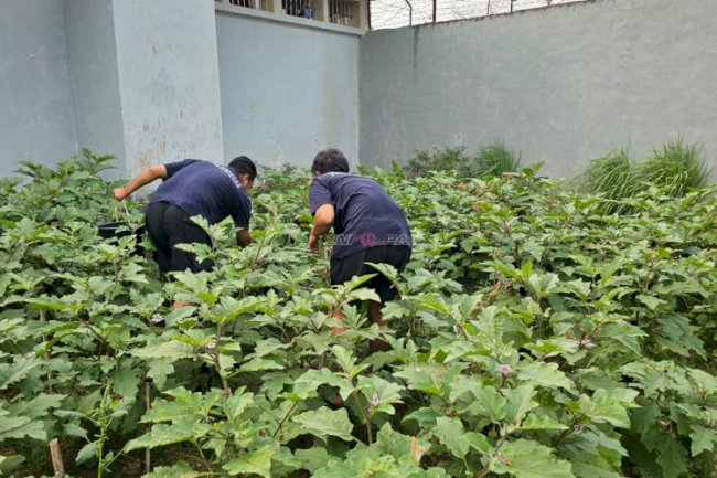 Lahan Marginal Jadi Produktif, Lapas Pangkalpinang Kembangkan Budidaya Terung