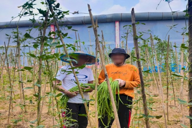 Wujudkan Ketahanan Pangan, Lapas Kendari Panen 50 Ikat Kacang Panjang