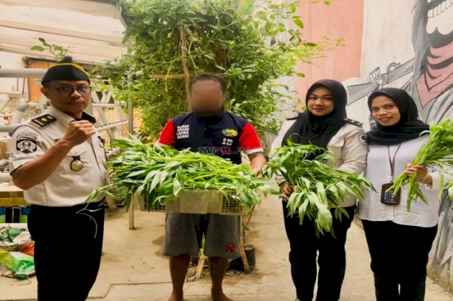 Manfaatkan Area Steril, Lapas Wahai Sukses Panen Kangkung 