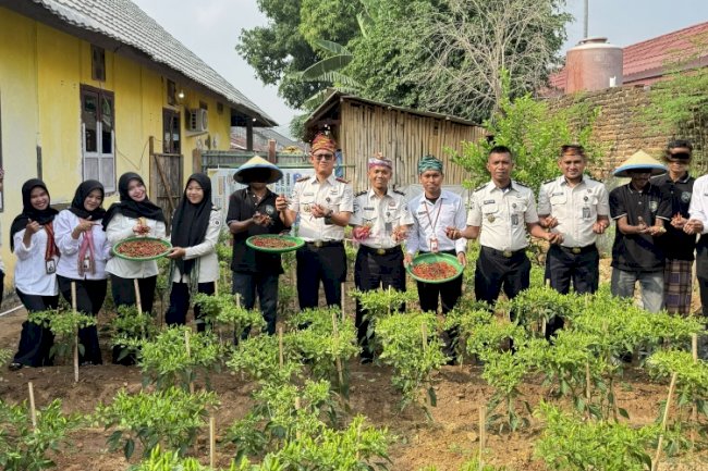 Lapas Baubau Panen 3,1 Kilogram Cabai di Lahan SAE