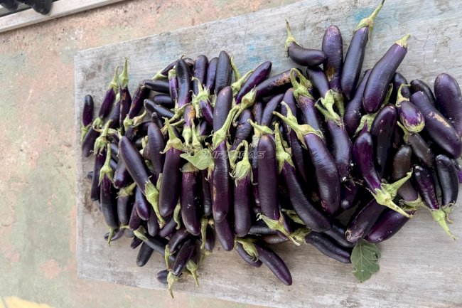 Panen 10 Kilogram Terung, Warga Binaan Lapas Narkotika Karang Intan Tunjukkan Produktivitas Pertanian