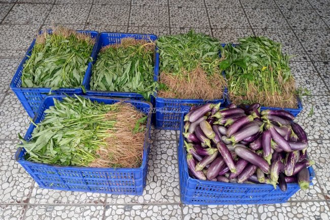 Panen 110 Kg Kangkung dan Terung, Napi Berkebun Lapas Cipinang Dukung Ketahanan Pangan