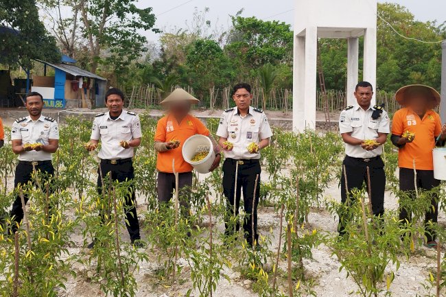 Dukung Ketahanan Pangan, Lapas Namlea Kembali Panen Cabai Rawit