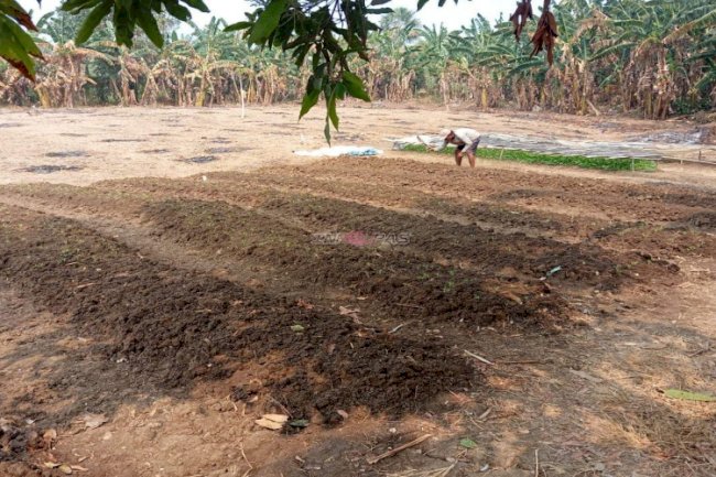 Hadapi Kemarau, Lapas Leok Tetap Produktif Dukung Ketahanan Pangan 