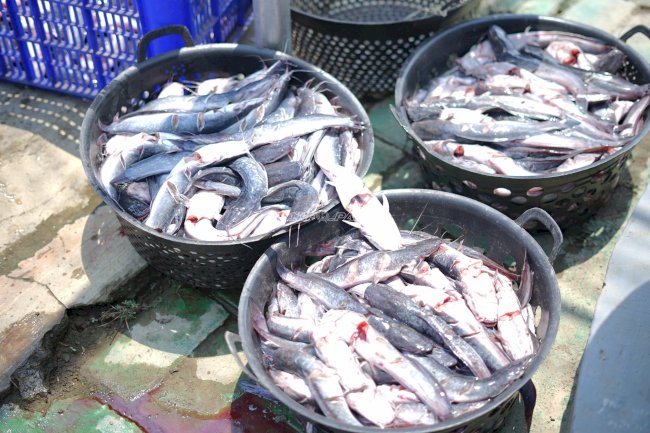 Lapas Surabaya Panen 280 Kilogram Ikan Lele dari Program Pembinaan Kemandirian