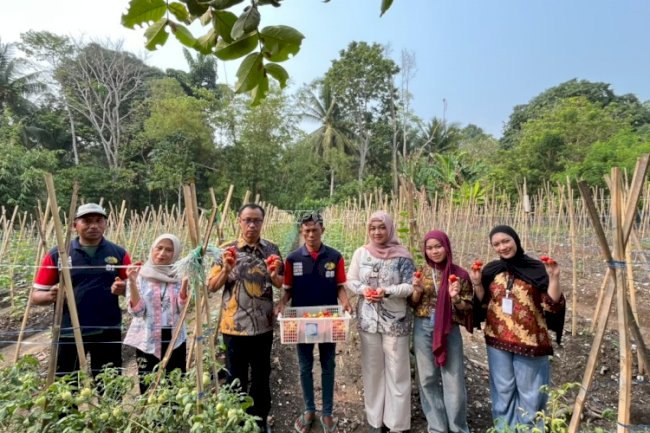 Panen Tomat, Warga Binaan Lapas Wahai Tunjukkan Produktivitas 