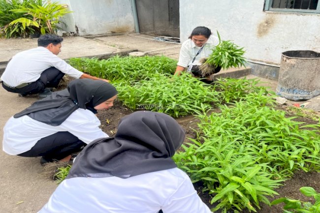 Panen Lanjutan, Lapas Saparua Hasilkan 35 Ikat Kangkung dari Delapan Bedeng