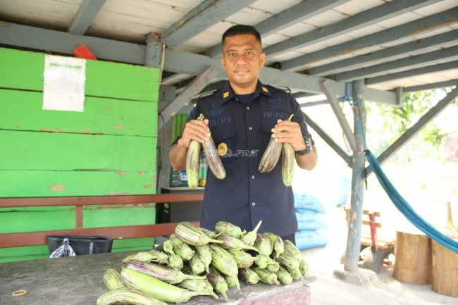 Lapas Piru Panen 6,5 Kg Terung dan Siapkan Lahan untuk Pepaya California