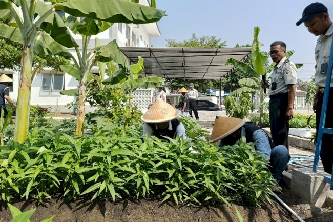 Panen Kangkung, Bapas Klaten Bekali Klien Keterampilan Pertanian