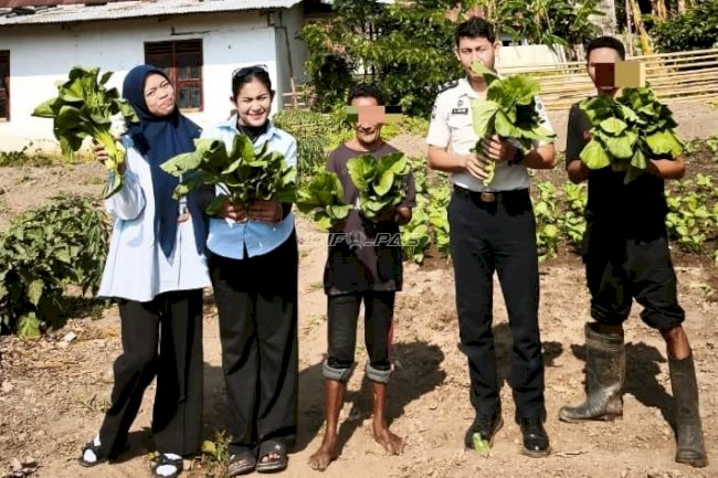 Panen Sayur Sawi, Lapas Wonreli Dorong Pembinaan Kemandirian Produktif