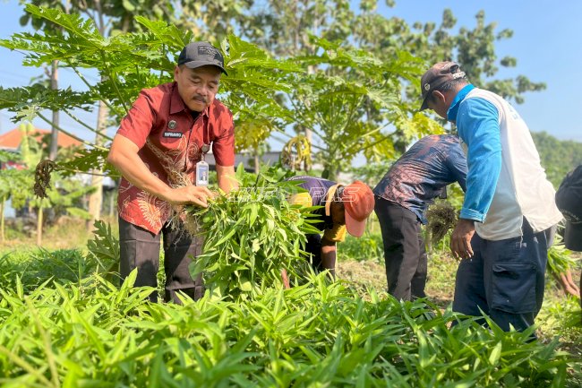 Panen 73 Kilogram Kangkung, Lapas Surabaya Salurkan Hasil Pembinaan ke Pasar Porong