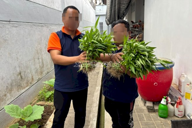 Manfaatkan Lahan Terbatas di Brandgang, Lapas Tabanan Panen Kangkung