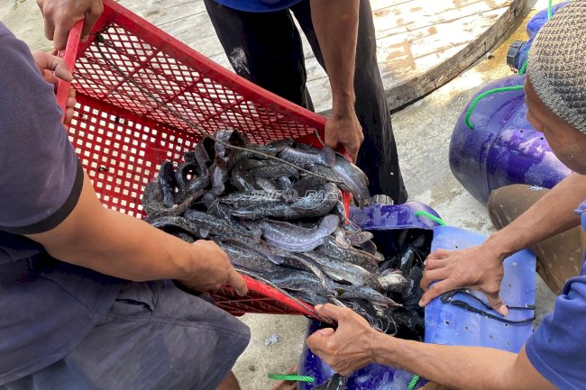 Lapas Brebes Panen 71 Kilogram Lele, Dukung Pembinaan Kemandirian Warga Binaan