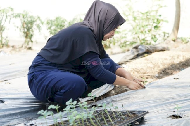  Optimalkan Sektor Pertanian, Lapas Perempuan Malang Tanam 83 Bibit Semangka di Area Brandgang
