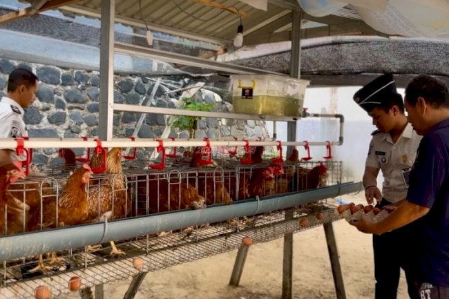 Panen 25 Telur, Lapas Kotabaru Bekali Warga Binaan Keterampilan Produktif