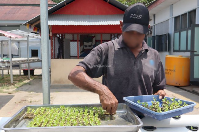 Lapas Ambon Tanam 350 Bibit Pakcoy Hidroponik Dukung Swasembada Pangan