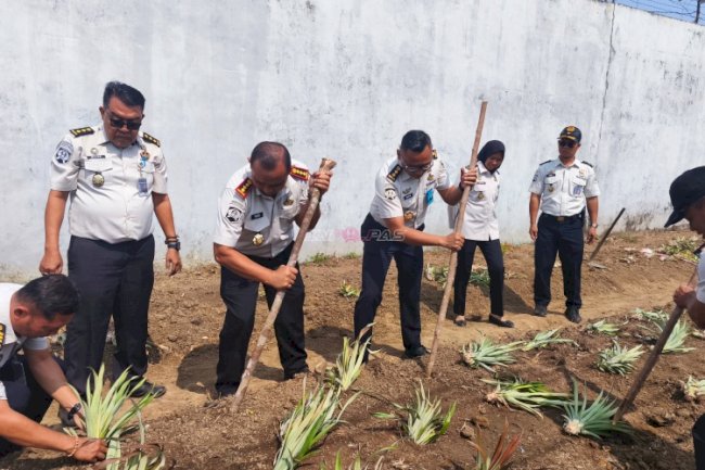  Lapas Pangkalpinang Produktifkan Lahan Idle lewat Penanaman Nanas Lokal Tuatunu