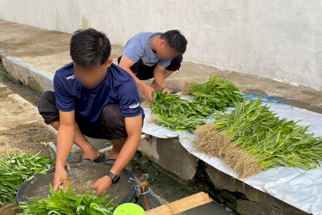 Tetap Produktif di Tengah Kemarau, Rutan Majene Panen 130 Kg Sayuran dari Area Brandgang