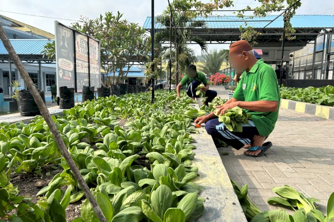 Lapas Luwuk Panen 155 Ikat Sayuran, Pasarkan ke Pasar Tradisional