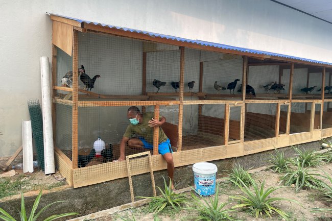Bina Kemandirian Warga Binaan, Rutan Ambon Kembangkan Budi Daya 61 Ayam Petelur 