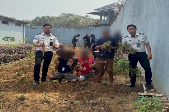 Panen 10 Kg Ubi Jalar, Lapas Narkotika Karang Intan Dorong Produktivitas Warga Binaan 