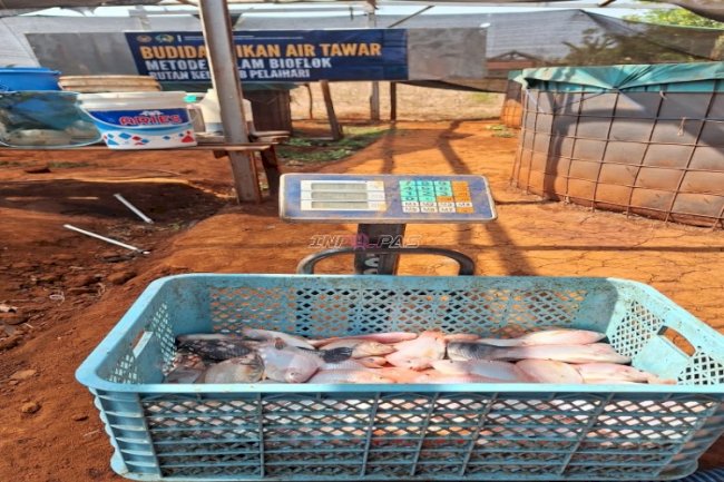 Panen 29 Kg Nila Merah, SAE Rutan Pelaihari Perkuat Pembinaan Kemandirian dan Ketahanan Pangan