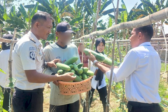 Panen 60 Kg Timun, Hasil Pertanian Warga Binaan Rutan Unaaha Penuhi Kebutuhan Pangan