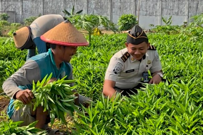 Lapas Surabaya Panen 80 Kg Kangkung untuk Penuhi Kebutuhan Dapur