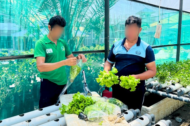 Lapas Luwuk Panen 90 Bungkus Selada, Pasarkan ke Pasar Tradisional Simpong