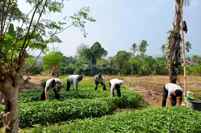 Panen Kangkung, Lapas Leok Optimalkan Kebun SAE Dukung Ketahanan Pangan