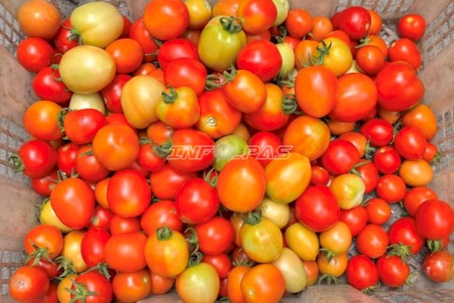 Jumat Penuh Berkah, Lapas Wahai Panen 5 Kg Tomat Hasil Pemberdayaan Warga Binaan