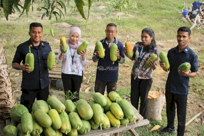 Lapas Piru Panen 52 Pepaya California dan 15 Ikat Kangkung Hasil Kemandirian Warga Binaan