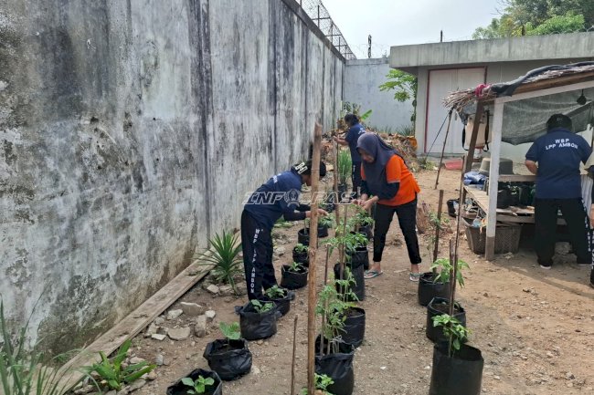 Langkah Nyata Ketahanan Pangan, Lapas Perempuan Ambon Intensifkan Perawatan Tanaman Cabai