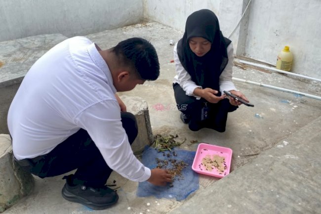 Kembangkan Budidaya Maggot, Rutan Majene Dorong Ketahanan Pangan dan Pembinaan Produktif Warga Binaan