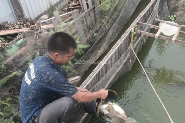 Produktif dari Balik Jeruji, Lapas Amuntai Panen 30 Kilogram Ikan Patin