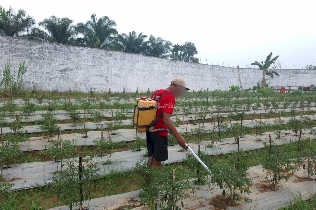 Budidaya Tanaman Cabai, Lapas Dharmasraya Dukung Ketahanan Pangan