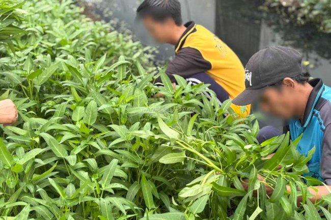 Dukung Ketahanan Pangan, Rutan Marabahan Panen 100 Ikat Kangkung di SAE