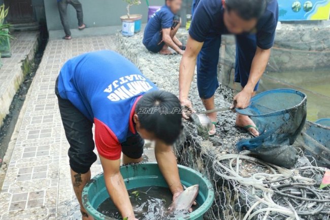 Panen 35 Kilogram Ikan Gurami, SAE 2 Lapas Banjarmasin Kembangkan Budi Daya Perikanan