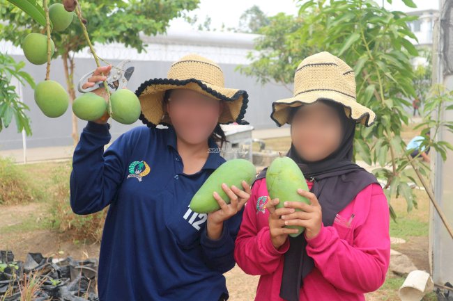 Rutan Perempuan Surabaya Panen 14,25 Kg Mangga Apel dan Golek