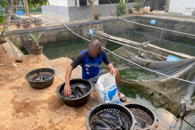 Panen 30 Kg Lele, Lapas Tanjung Bekali Warga Binaan Keterampilan Perikanan