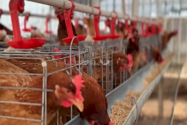 Maggot Jadi Pakan Alternatif Ayam Petelur di Lapas Kotabaru