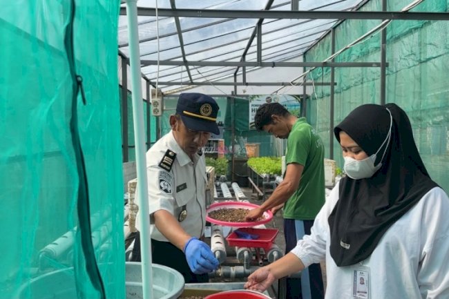 Inovasi Peserta Magang Berbuah Manis, Lapas Luwuk Kembali Panen Delapas Kilogram Maggot