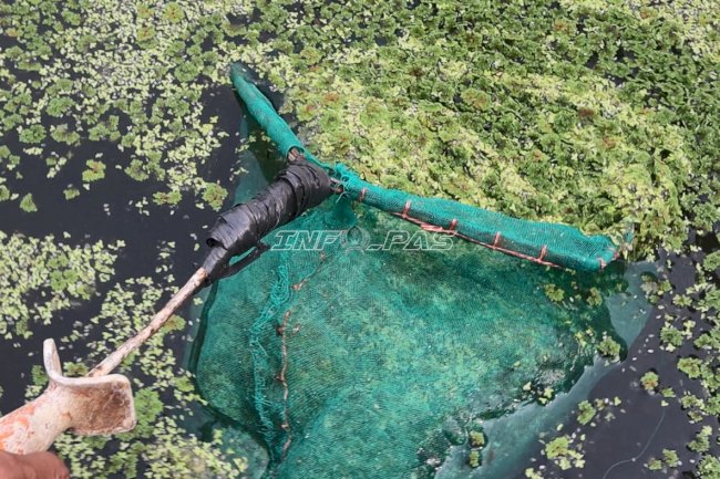 Panen 10 Kg per Hari, Lapas Batulicin Manfaatkan Azolla untuk Campuran Pakan Ternak