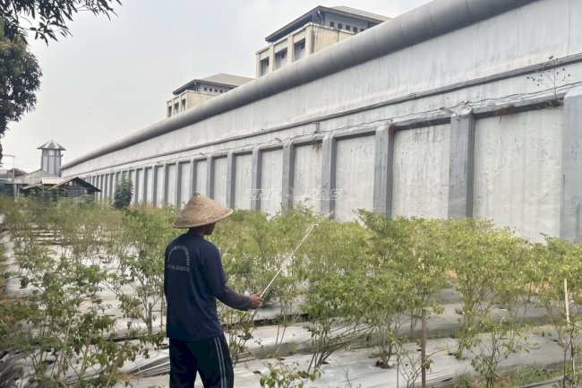 Lewat 'Napi Berkebun', Lapas Cipinang Bekali Warga Binaan Keterampilan Bertani dan Beternak
