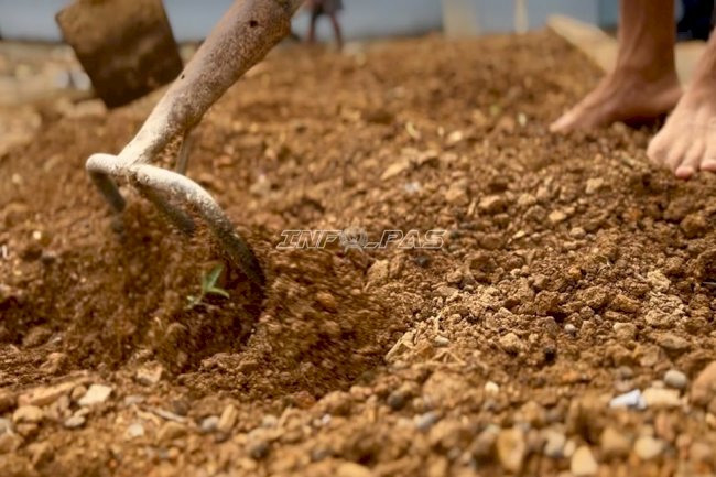 Kemarau Panjang Tak Hentikan Persiapan Budi Daya Kangkung di Lapas Kotabaru