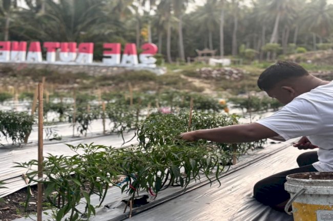 Panen Delapan Kg Cabai, Rutan Majene Perkuat Ketahanan Pangan dan Pembinaan Kemandirian Warga Binaan