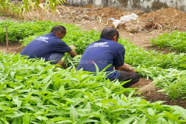 Wujud Ketahanan Pangan, Lapas Tual Panen 26 Kg Kangkung
