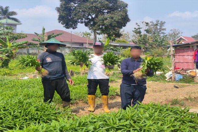 Bukti Nyata Ketahanan Pangan, Lapas Kendari Panen Seledri dan Kangkung Cabut