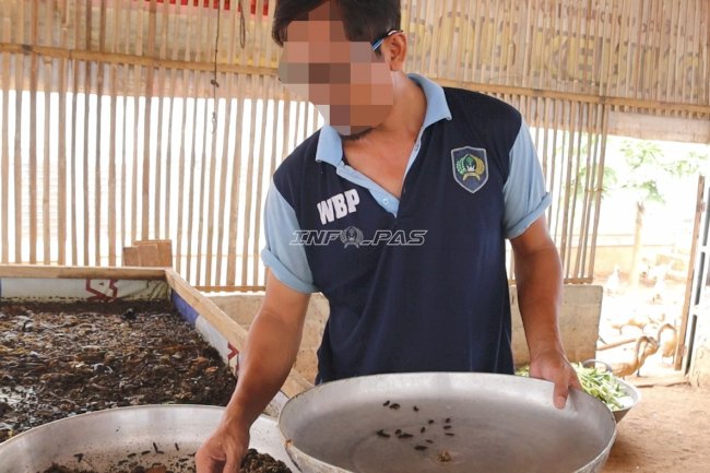 Sortir Prepupa untuk Calon Indukan, Lapas Batulicin Jaga Keberlanjutan Budi Daya Maggot